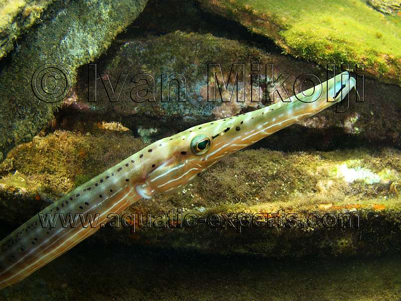 Trumpet Fish